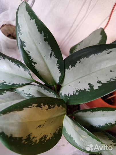 Аглаонемы разные