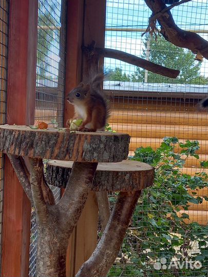 Белка. бельчата