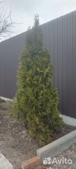 Туя смарагд