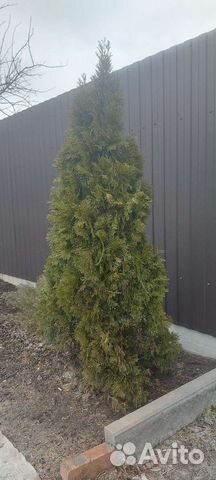 Туя смарагд