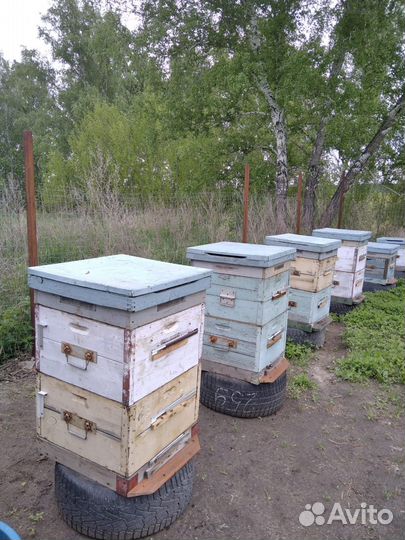 Продам пчел