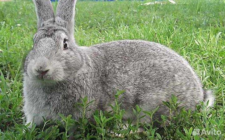 Кролики на племя и мясо