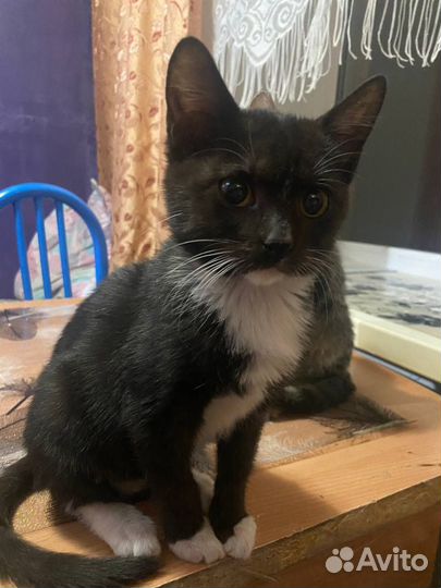Котята
