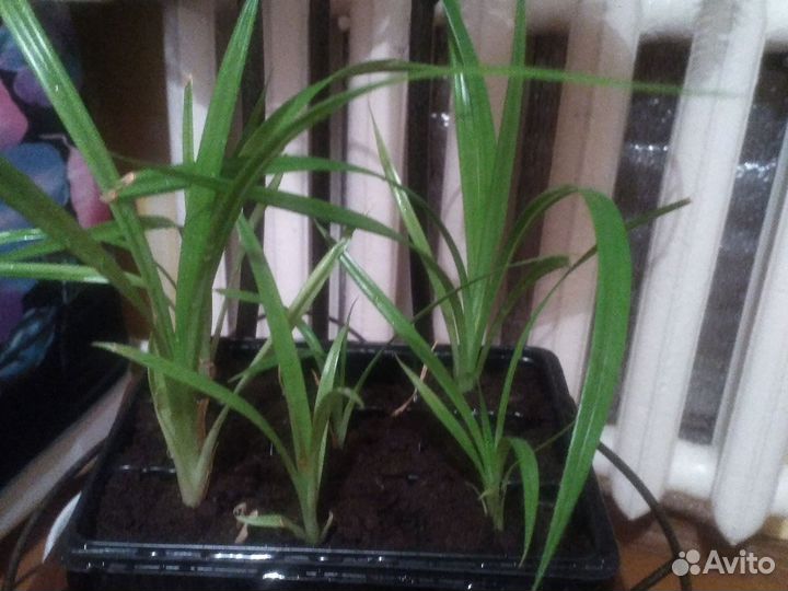 Панданус Вейча