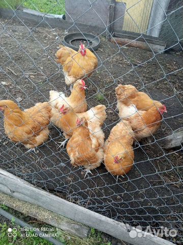 китайский шелковый кохинхин. авито липецк куры. авито липецк куры. цыплята кучинские юбилейные. авито липецк куры.
