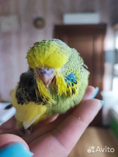 Чех, ввп Волнистый попугай ручной Подарок