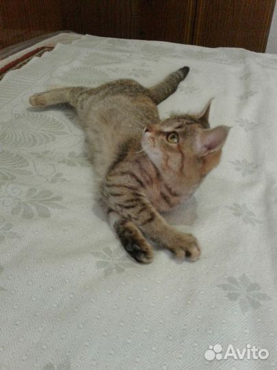 Котенок (4,5 месяца, девочка)