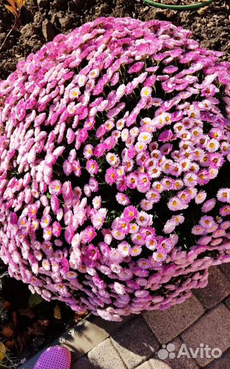 Хризантемы мультифлора, монарда(бергамот), ясколка