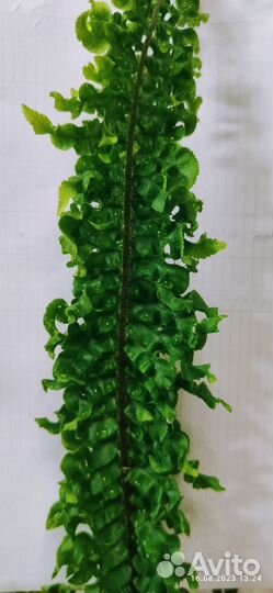 Нефролепис Spiral live (Спираль лив)