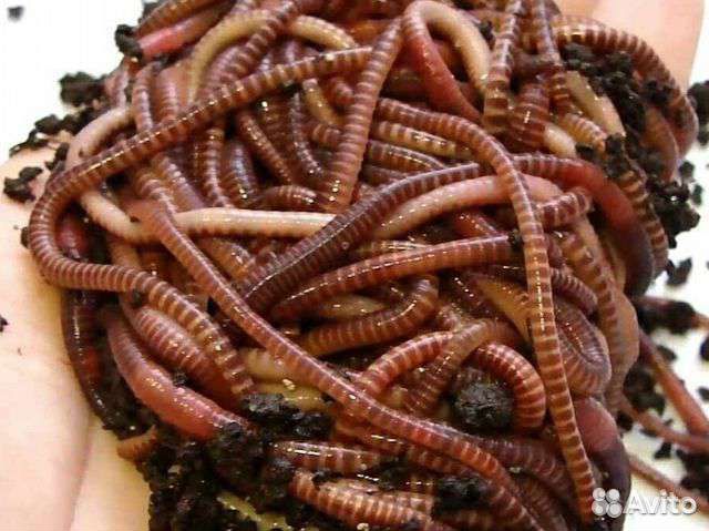 Червь дендробене