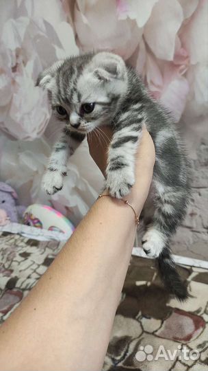 Шотландские котята, девочки