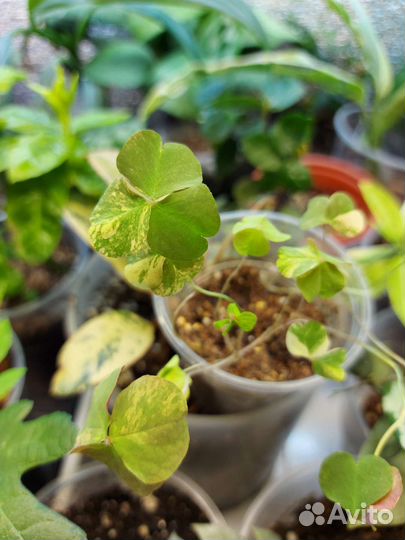 Аглаонема, оксалис вар, эписция