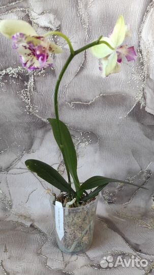 Орхидея бабочка Спот Леопард