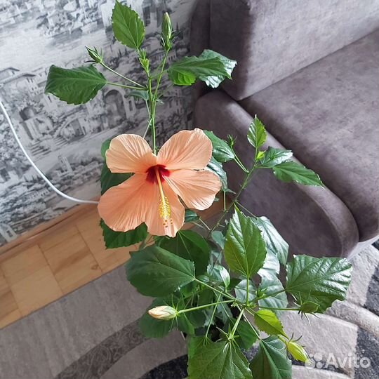 Гибискус китайская роза