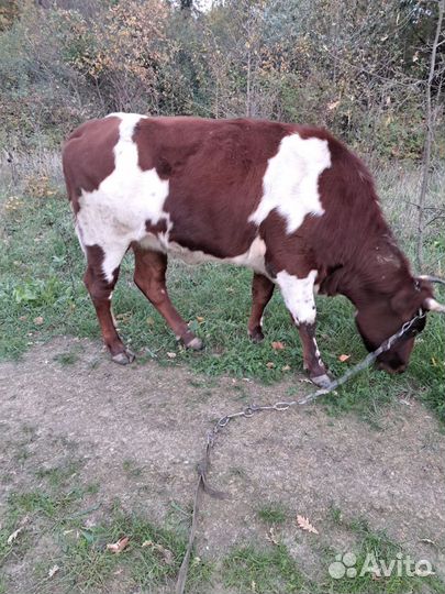 Тёлочка не для мяса