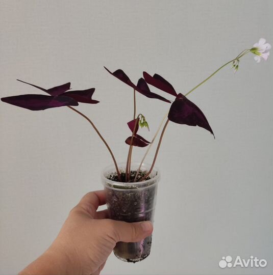 Кислица фиолетовая оксалис