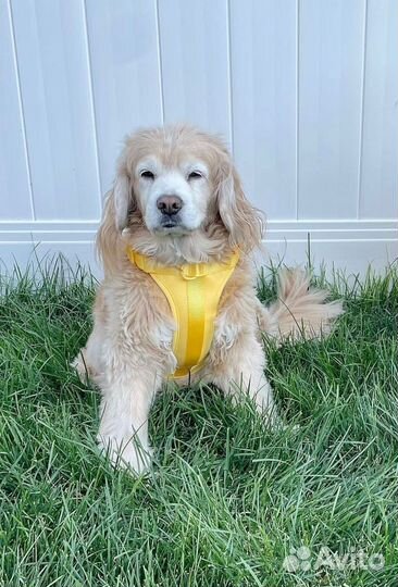 Шлейка для маленьких собак и кошек желтая