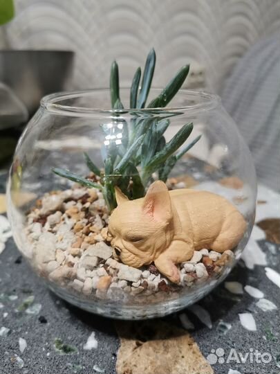 Флорариум суккулент Сенецио Серпенс