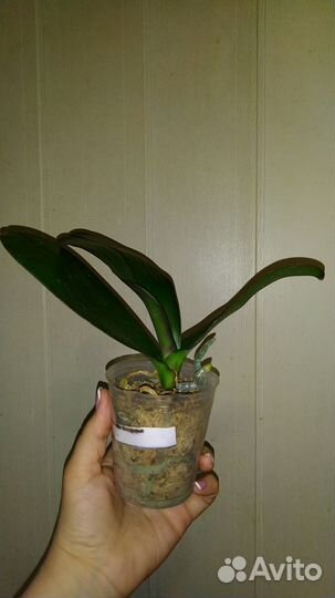 Орхидея Miki Gorgeous