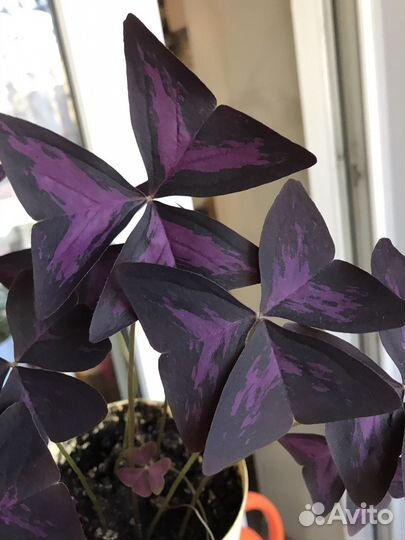 Кислица оксалис