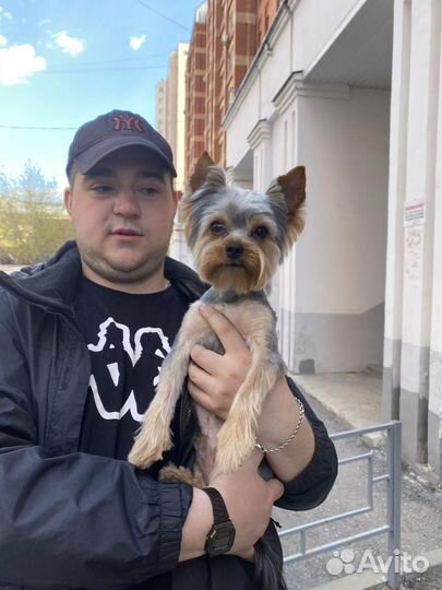 Вязка собак