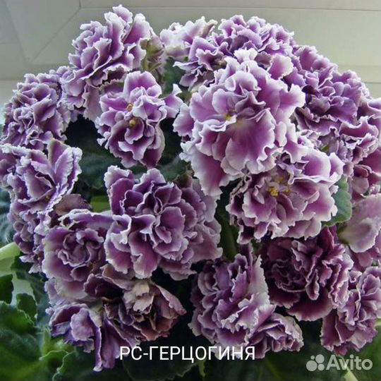 Детки сортовых фиалок набор