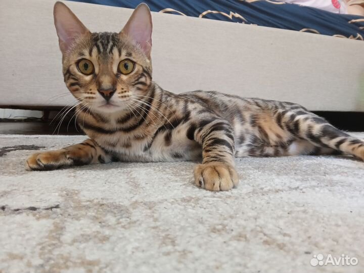 Бенгальский кот на вязку