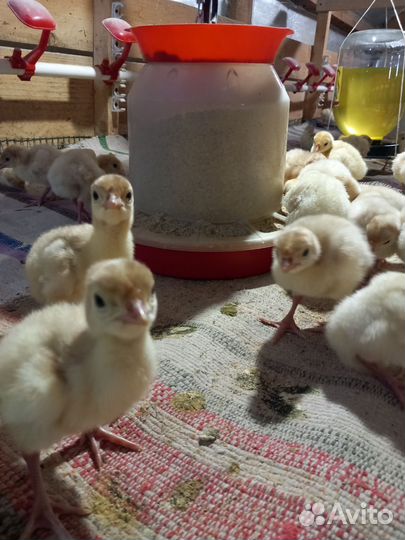 Индюшата хайбрид конвертер