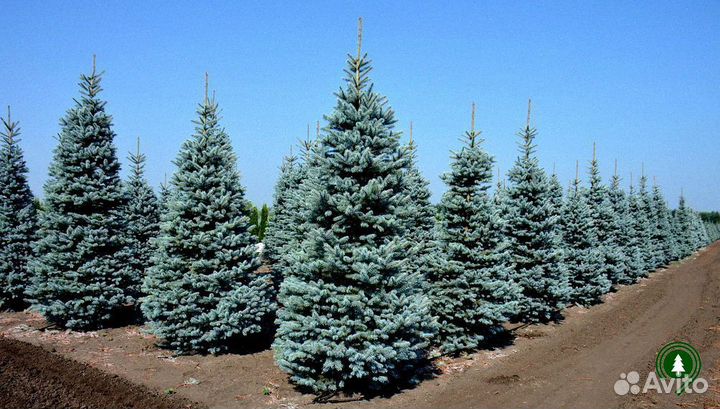 Голубая ель для живой изгороди