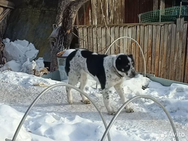 Вязка алабай