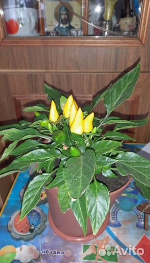 Рассада комнатного острого жёлтого перчика