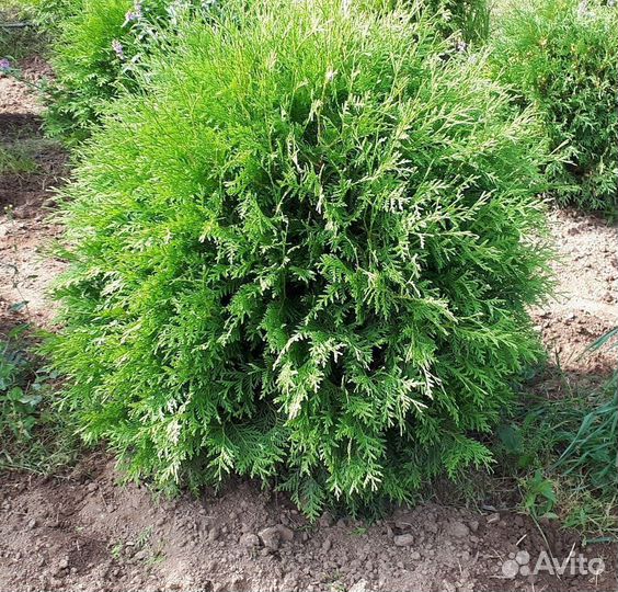 Туя Вудварди