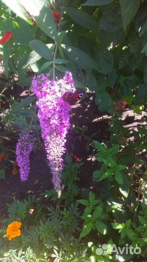 Саженцы Буддлея Давида