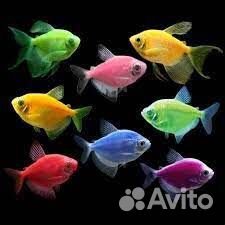 Аквариумные рыбки. Широкий ассортимент