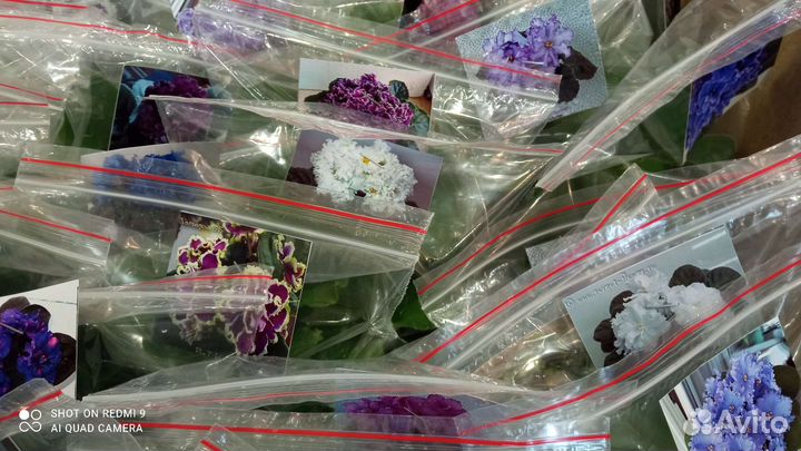 Фиалки детки, листочки