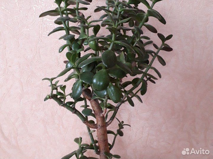 Толстянка(Денежное дерево)