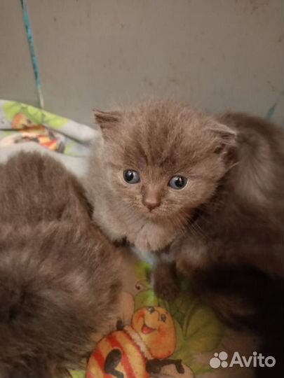 Продам британских котят