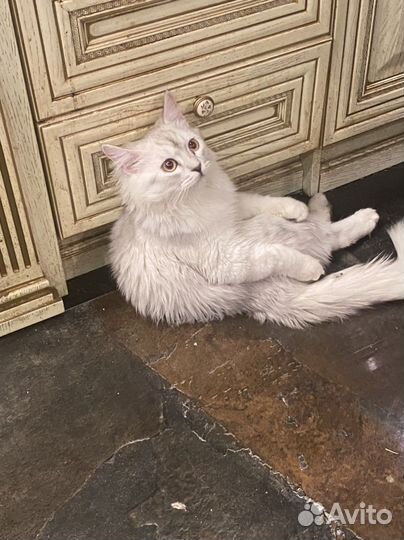 Персидская