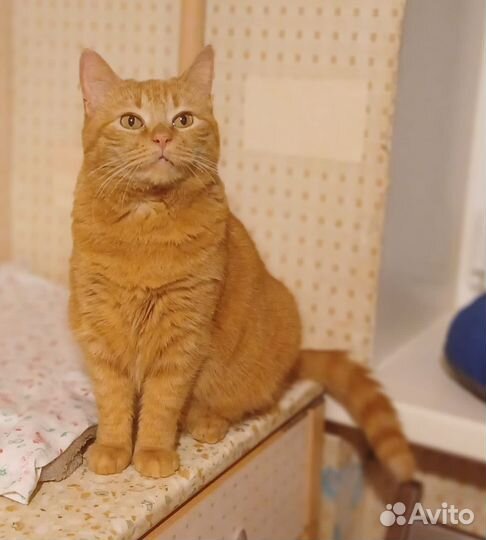 Рыжая кошечка Злата