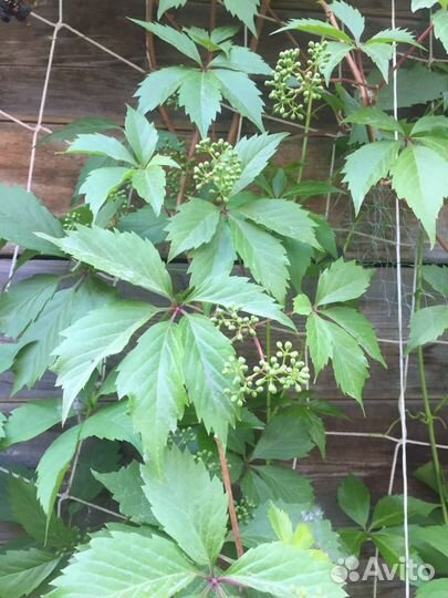 Дикий виноград