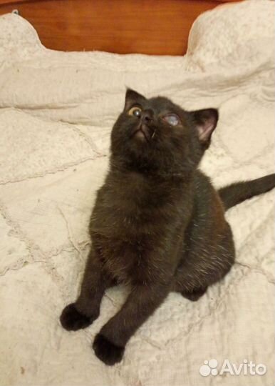 Котëнок в добрые руки