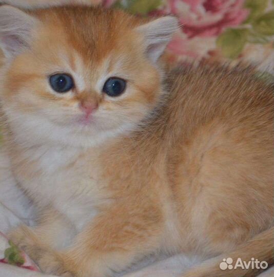 Золотая шиншилла