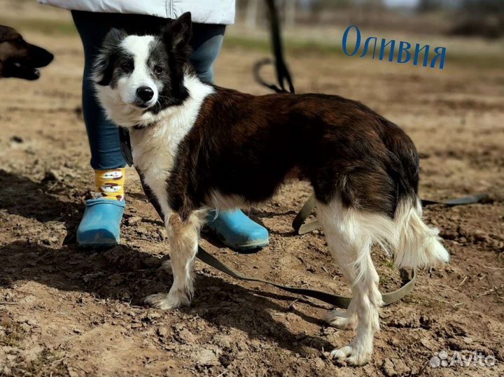 Мини собаки