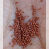 Корм для рыб Hikari Micro Pellets, 45 г, Марьянская