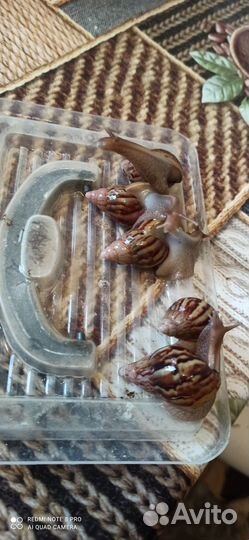 Малыши улитки Ахатины