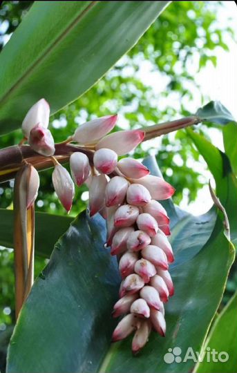 Кардамон растение