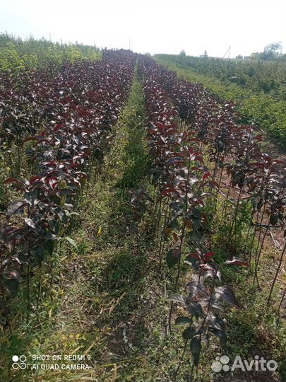 Декоративная яблоня