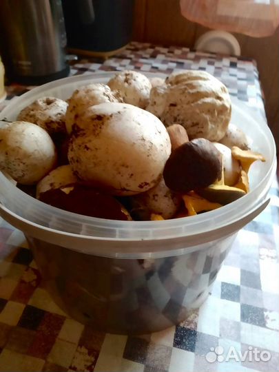 Гриб веселка