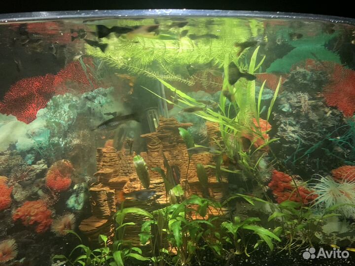 Аквариумные рыбки гуппи