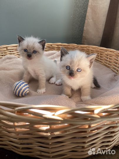 Отдам в добрые руки